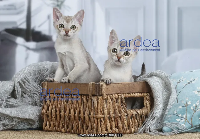 : Singapura kittens in a basket indoors : Singapura kittens in a basket indoors