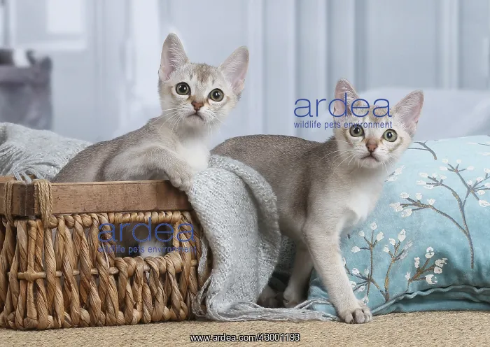 : Singapura kittens in a basket indoors : Singapura kittens in a basket indoors