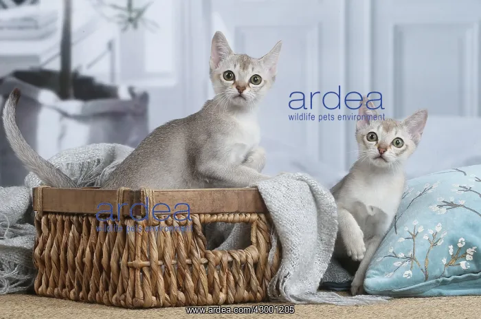 : Singapura kittens in a basket indoors : Singapura kittens in a basket indoors