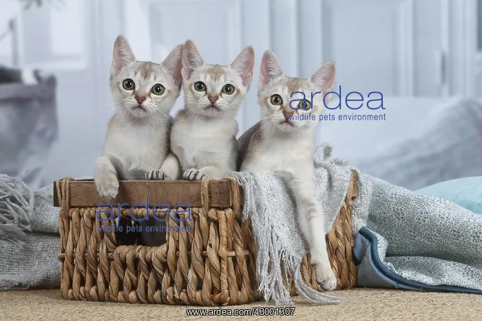 : Singapura kittens in a basket indoors : Singapura kittens in a basket indoors