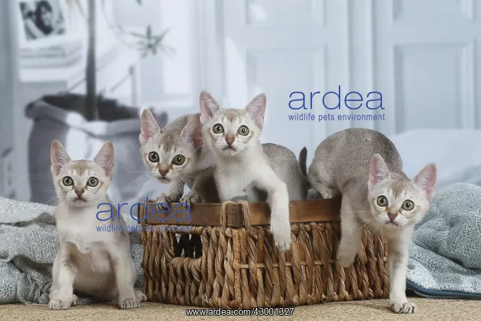 : Singapura kittens in a basket indoors : Singapura kittens in a basket indoors