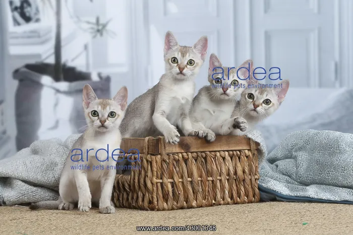 : Singapura kittens in a basket indoors : Singapura kittens in a basket indoors