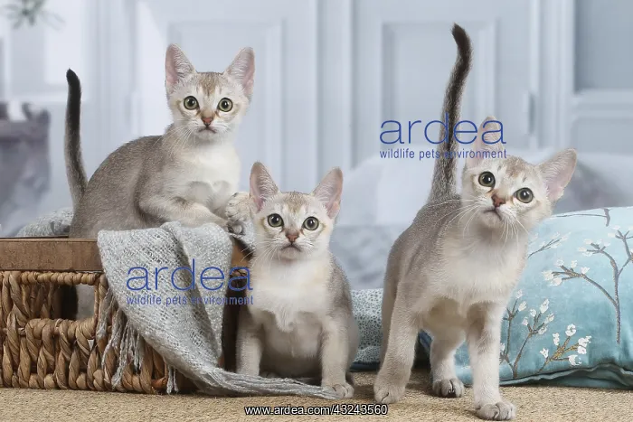  : Singapura kittens in a basket indoors