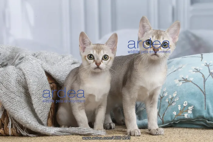 : Singapura kittens indoors : Singapura kittens indoors