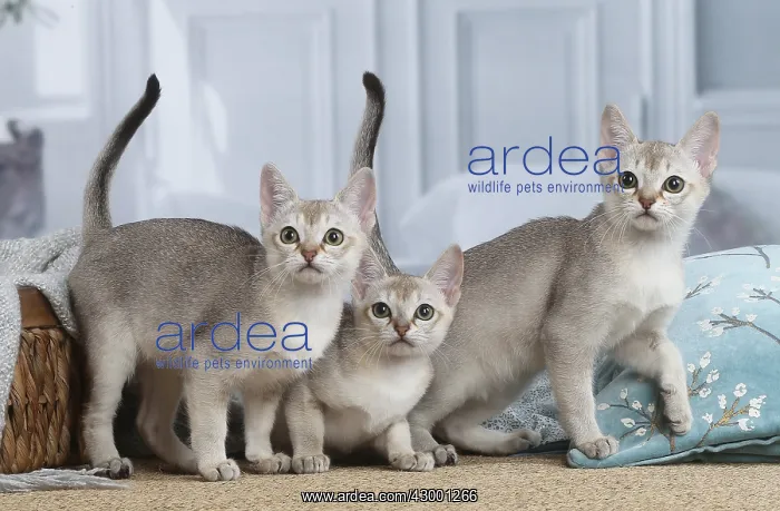 : Singapura kittens indoors : Singapura kittens indoors