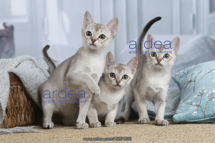 : Singapura kittens indoors : Singapura kittens indoors