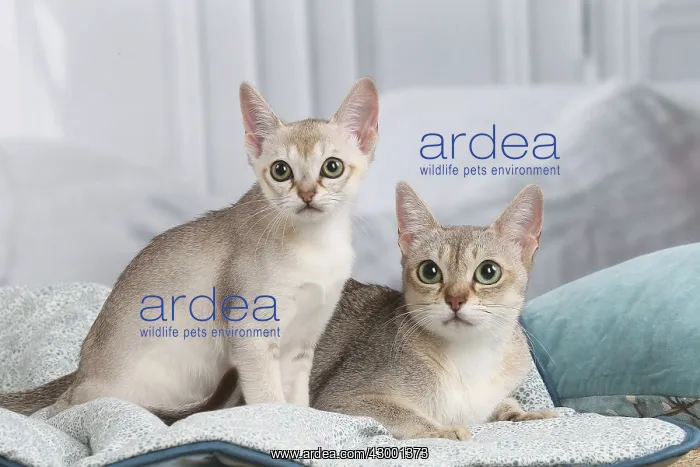 : Singapura kittens indoors : Singapura kittens indoors