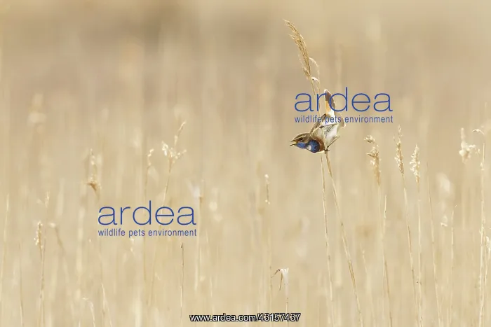 : Singing Bluethroat male in courtship in a reed bed : Singing Bluethroat male in courtship in a reed bed