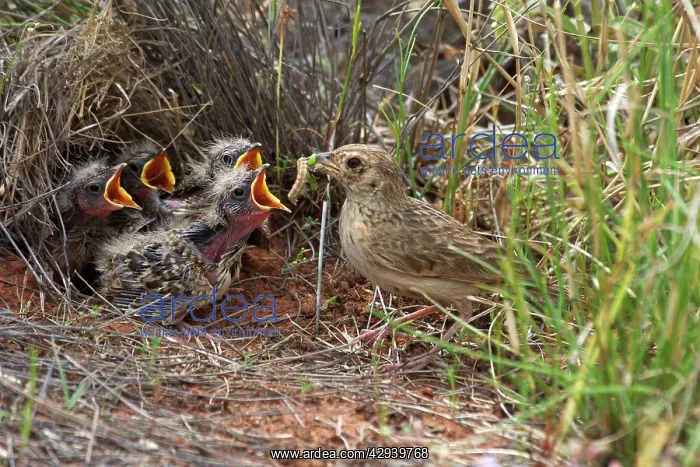 : Singing Bush-lark / Horsfield's Bushlark - With : Singing Bush-lark / Horsfield's Bushlark - With