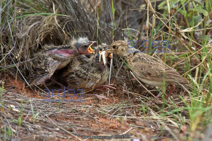 : Singing Bush-lark / Horsfield's Bushlark - Feeding : Singing Bush-lark / Horsfield's Bushlark - Feeding