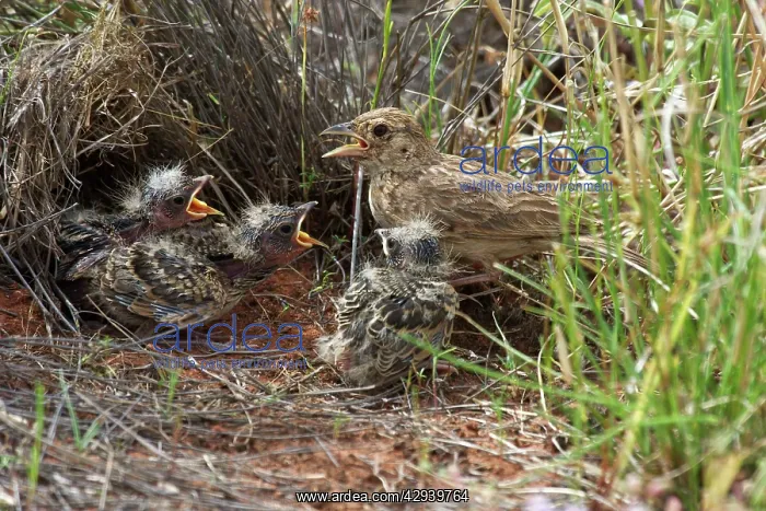 : Singing Bush-lark / Horsfield's Bushlark - Parent : Singing Bush-lark / Horsfield's Bushlark - Parent