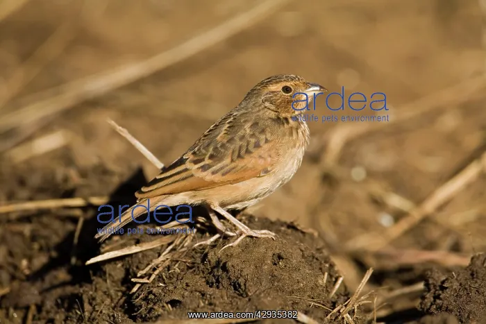  : Singing Bushlark
