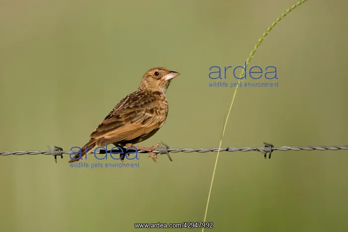  : Singing Bushlark  /  Horsfields Bushlark