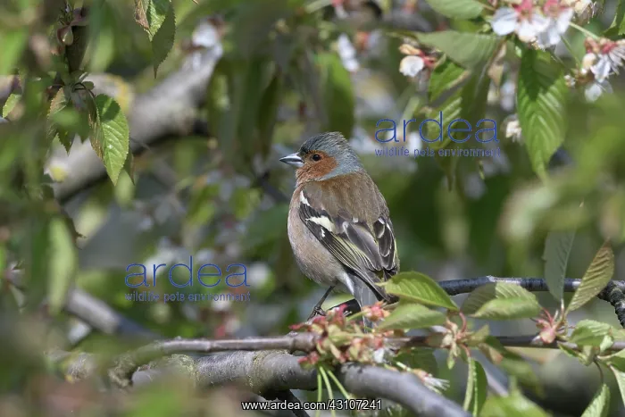  : Singing Common chaffinch (Fringilla coelebs) in