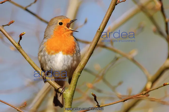 : Singing end European robin ( Erithacus rubecula) : Singing end European robin ( Erithacus rubecula)