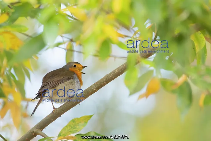 : Singing European robin (Erithacus rubecula) on branch : Singing European robin (Erithacus rubecula) on branch