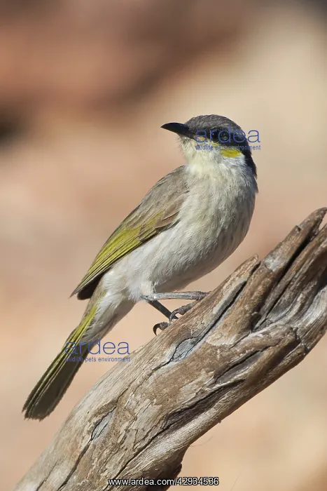 : Singing Honeyeater : Singing Honeyeater