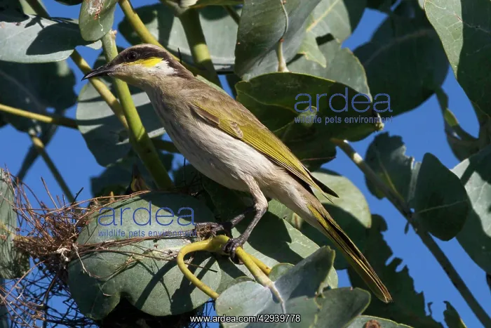 : Singing Honeyeater : Singing Honeyeater