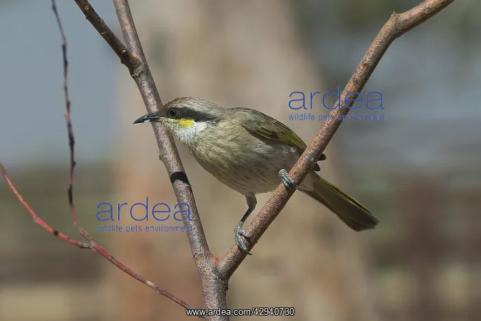 : Singing Honeyeater : Singing Honeyeater