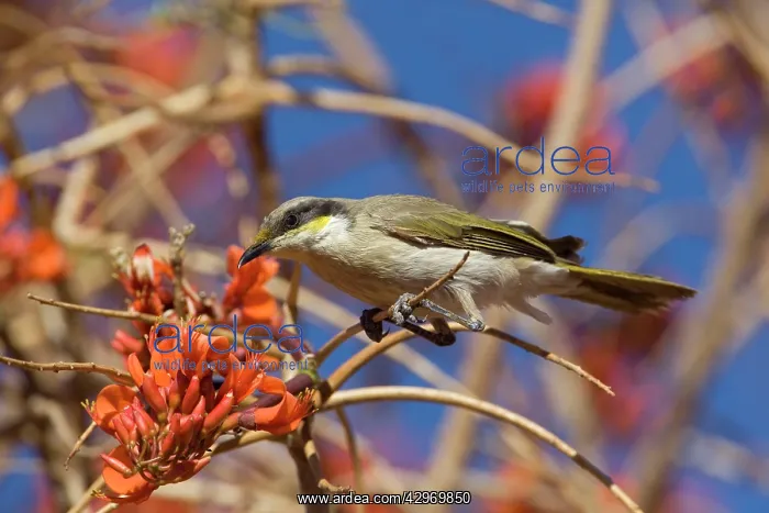 : Singing Honeyeater : Singing Honeyeater