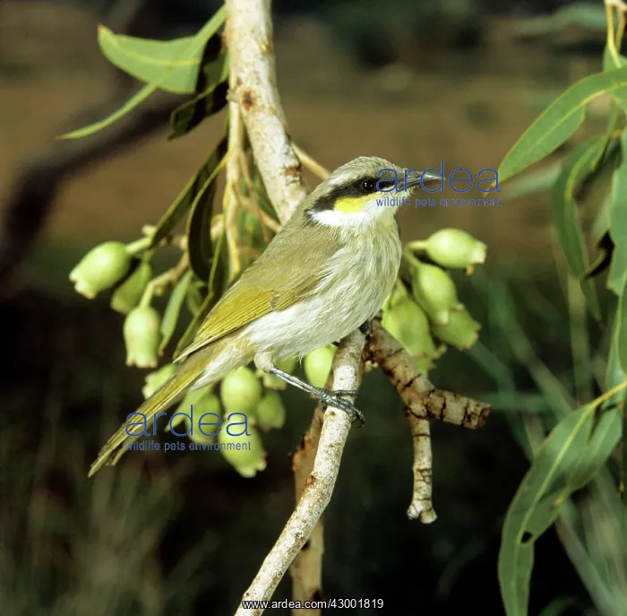 : Singing Honeyeater : Singing Honeyeater