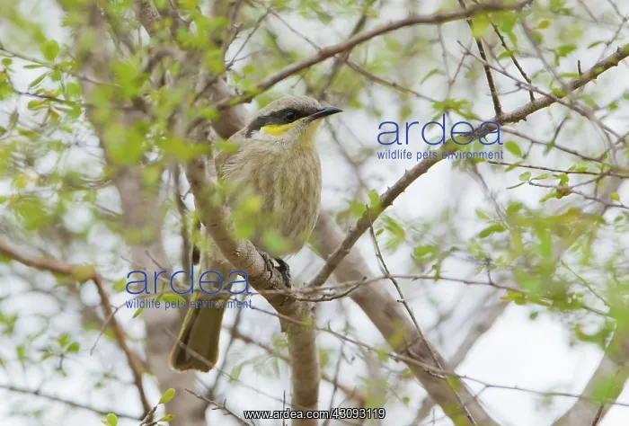 : Singing Honeyeater : Singing Honeyeater
