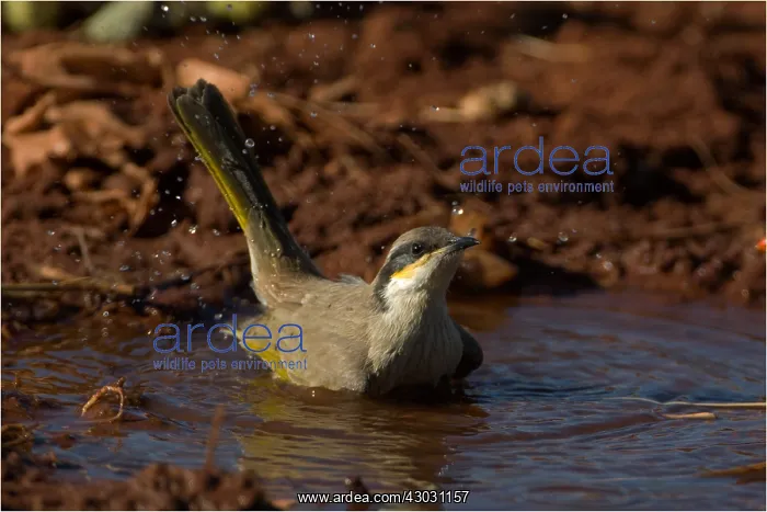 : Singing Honeyeater - Bathing - at a pool in Papunya : Singing Honeyeater - Bathing - at a pool in Papunya