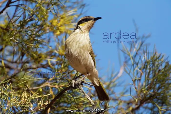 : Singing Honeyeater - Finke : Singing Honeyeater - Finke