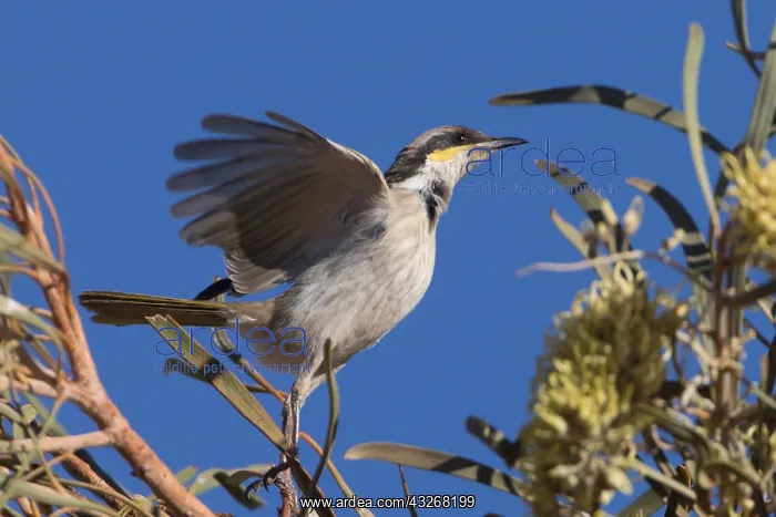 : Singing Honeyeater - Flying from a Hakea macrocarpa : Singing Honeyeater - Flying from a Hakea macrocarpa