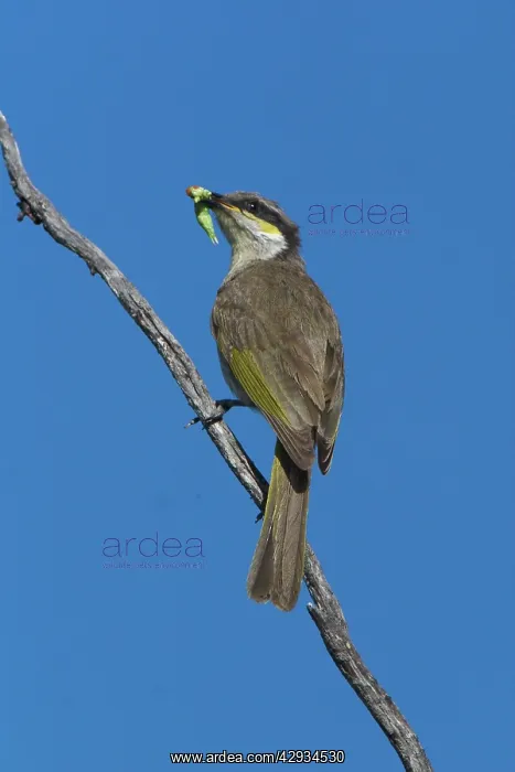 : Singing Honeyeater - With food in mouth : Singing Honeyeater - With food in mouth