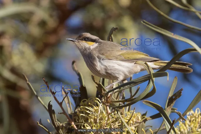 : Singing Honeyeater - Perched on a Hakea macrocarpa : Singing Honeyeater - Perched on a Hakea macrocarpa