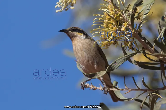 : Singing Honeyeater - Perched on a Hakea macrocarpa : Singing Honeyeater - Perched on a Hakea macrocarpa