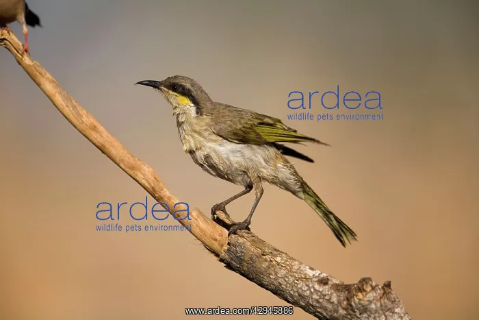 : Singing Honeyeater - wet from bathing : Singing Honeyeater - wet from bathing