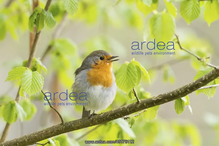 : Singing robin (Erithacus rubecula) on a leafy branch in spring light : Singing robin (Erithacus rubecula) on a leafy branch in spring light