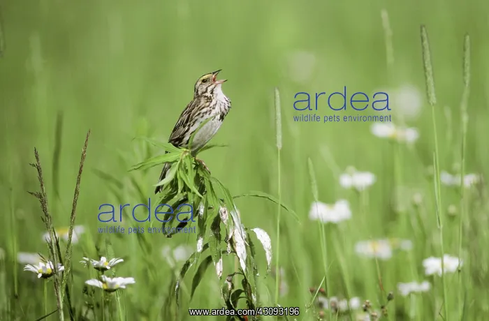 : Singing Savannah Sparrow : Singing Savannah Sparrow