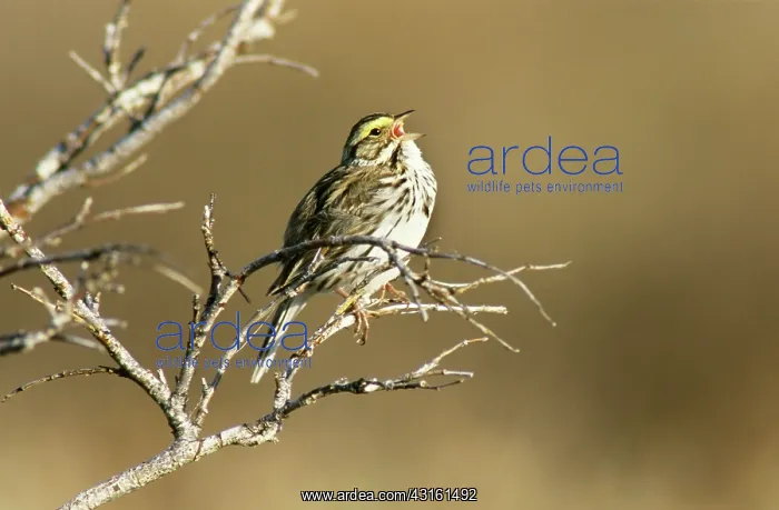 : Singing Savannah Sparrow : Singing Savannah Sparrow