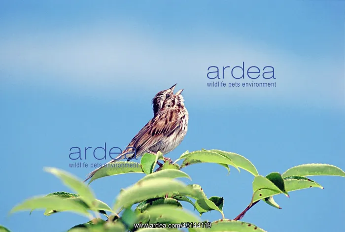 : Singing Song Sparrow : Singing Song Sparrow