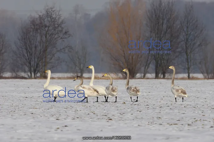 : Singing Swan-group on a snow covered field, Germany : Singing Swan-group on a snow covered field, Germany
