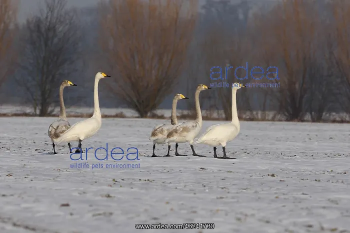: Singing Swan-group on a snow covered field, Germany : Singing Swan-group on a snow covered field, Germany