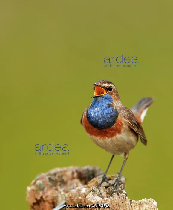 : Singing White-starred Blue-throat (Luscinia svecica : Singing White-starred Blue-throat (Luscinia svecica
