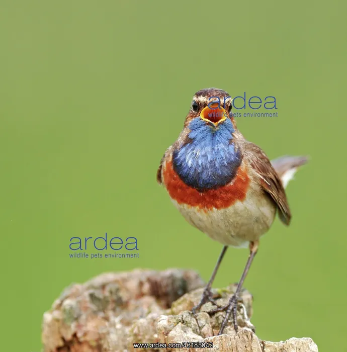 : Singing White-starred Blue-throat (Luscinia svecica : Singing White-starred Blue-throat (Luscinia svecica
