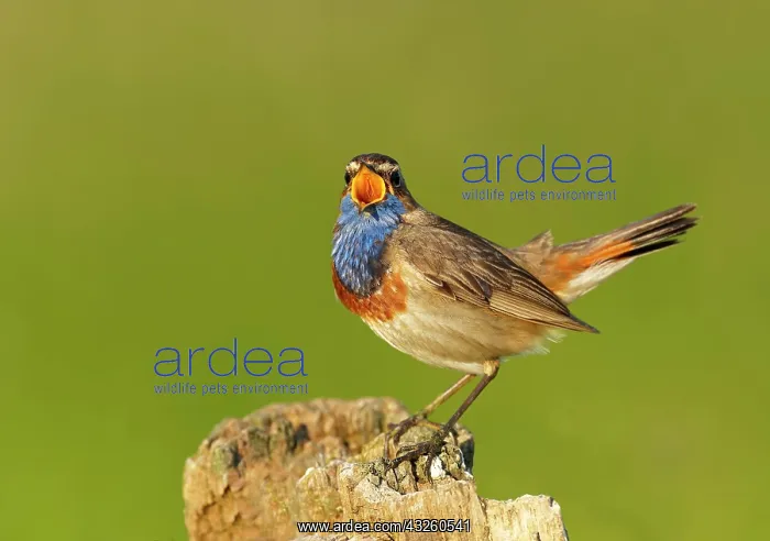 : Singing White-starred Blue-throat (Luscinia svecica : Singing White-starred Blue-throat (Luscinia svecica