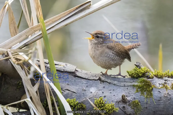 : Singing wren (Troglodytes troglodytes) on a branch in a natural environment : Singing wren (Troglodytes troglodytes) on a branch in a natural environment
