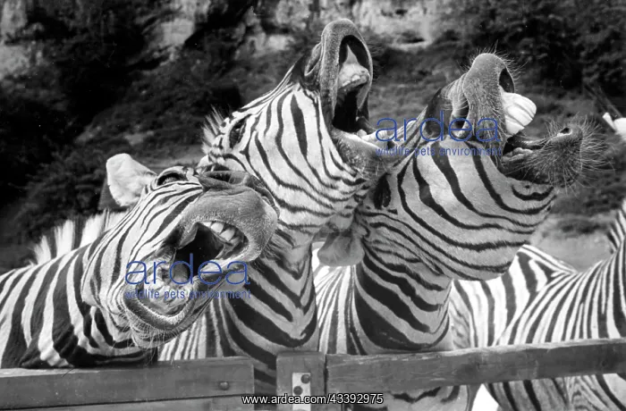 : Singing zebras, ca. 1970s, exact place unknown : Singing zebras, ca. 1970s, exact place unknown
