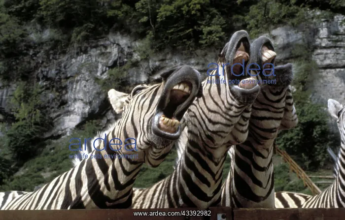: Singing zebras, ca. 1970s, exact place unknown : Singing zebras, ca. 1970s, exact place unknown