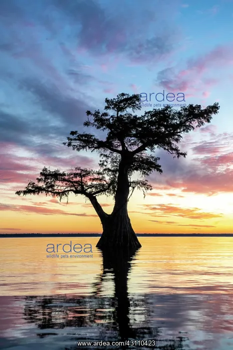 : Single Bald cypress (Taxodium distichum) in water : Single Bald cypress (Taxodium distichum) in water