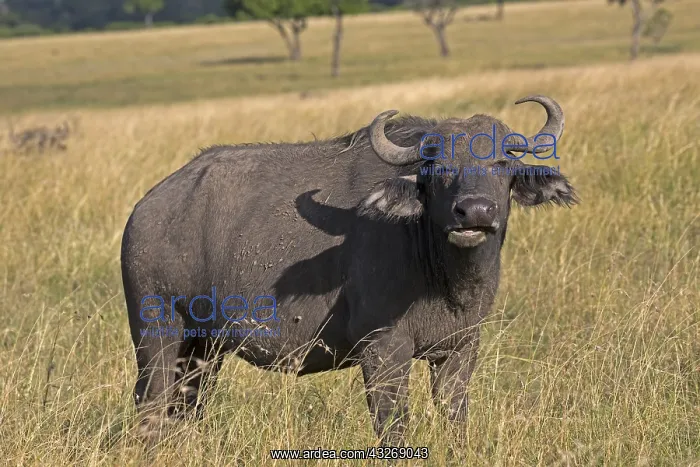 : Single Buffalo, Syncerus caffer, stamding in dry : Single Buffalo, Syncerus caffer, stamding in dry