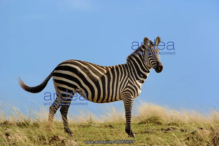 : Single Burchell's Zebra and blue sky, Masai : Single Burchell's Zebra and blue sky, Masai