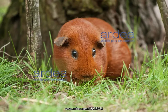 : Single-coloured red Smooth Coated Guinea Pig, Germany : Single-coloured red Smooth Coated Guinea Pig, Germany