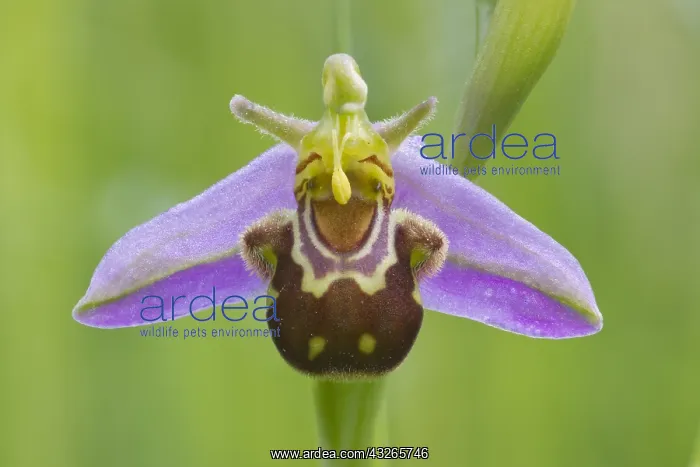 : Detail of single flower of a Bee Orchid (Ophrys : Detail of single flower of a Bee Orchid (Ophrys